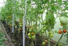 Надо ли обрывать нижние листья у помидоров?